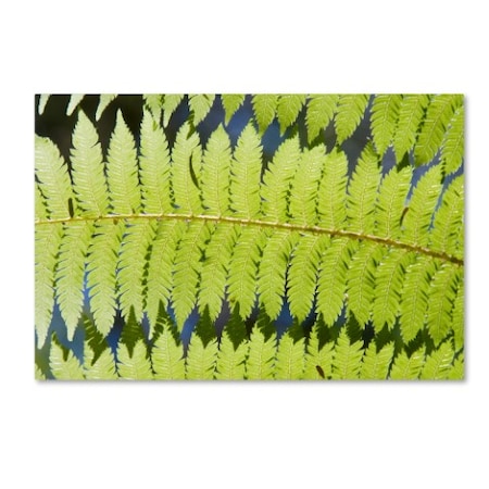 Sharp Leaf by Robert Harding Picture Library, 12x19-Inch Canvas Wall Art